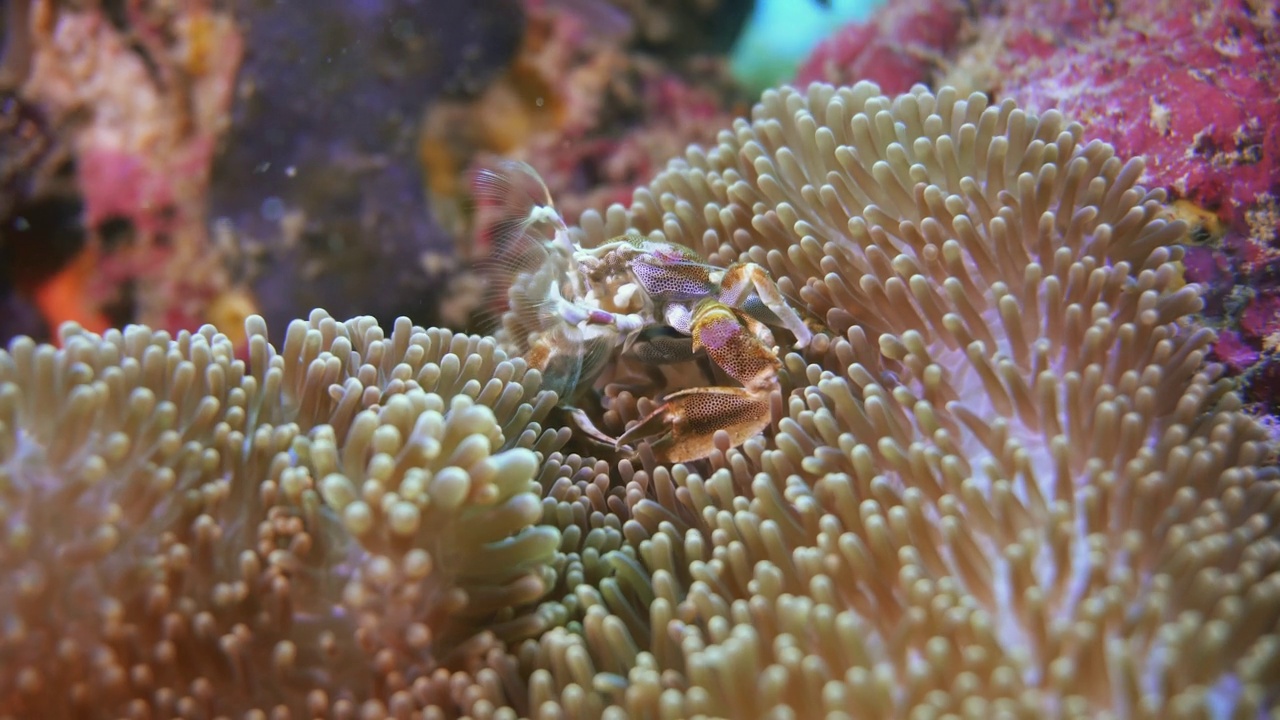 以海葵为食的瓷蟹视频素材