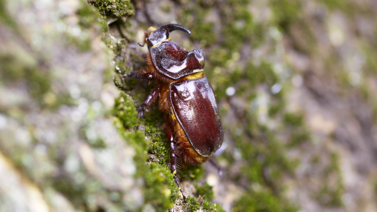 犀牛甲虫正爬上树干。一只野外的大甲虫视频下载