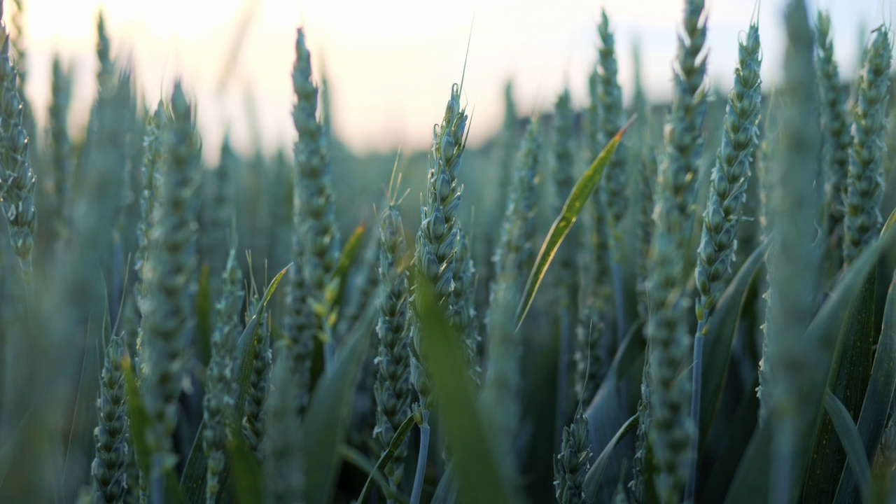 傍晚日落时分，靠近绿色的麦田。成熟的耳朵。丰收的概念。慢镜头麦田。绿色小麦的耳朵靠近。美丽的自然，田园风光。视频素材