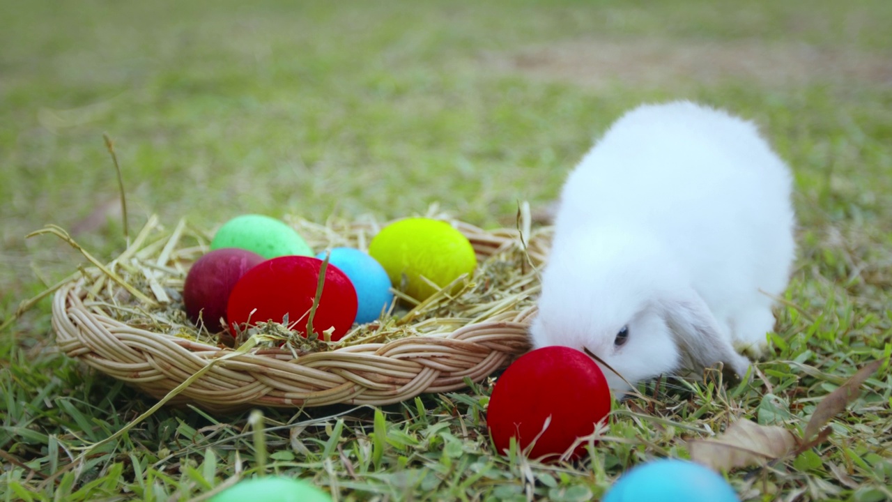 复活节兔子在草地上吃草的慢动作镜头视频下载