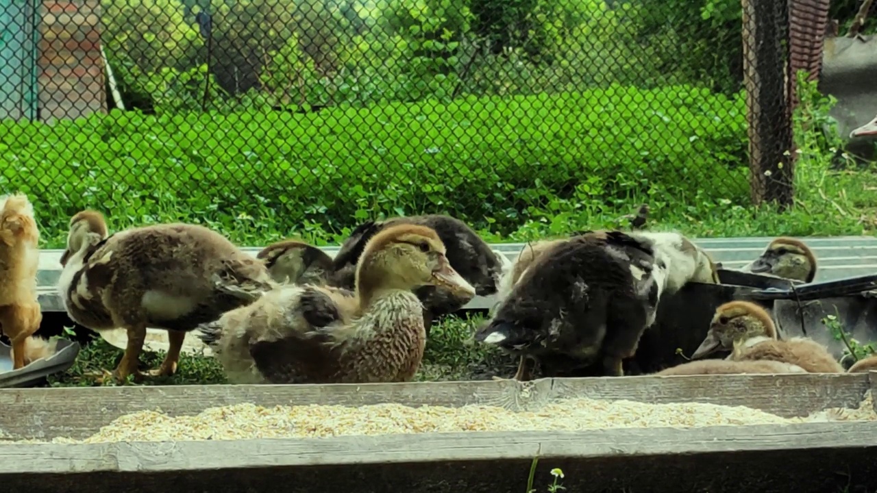 大雁在阳光明媚的日子里从一个乡村农场的食槽里吃食物视频下载