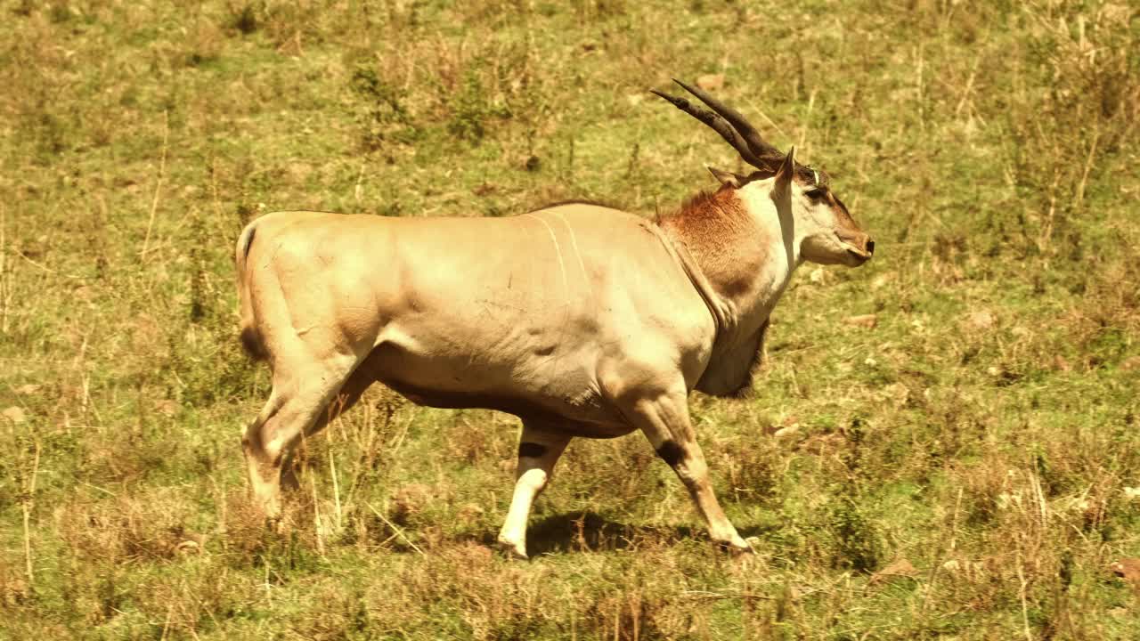 大羚羊——野生最大的非洲食草羚羊视频下载