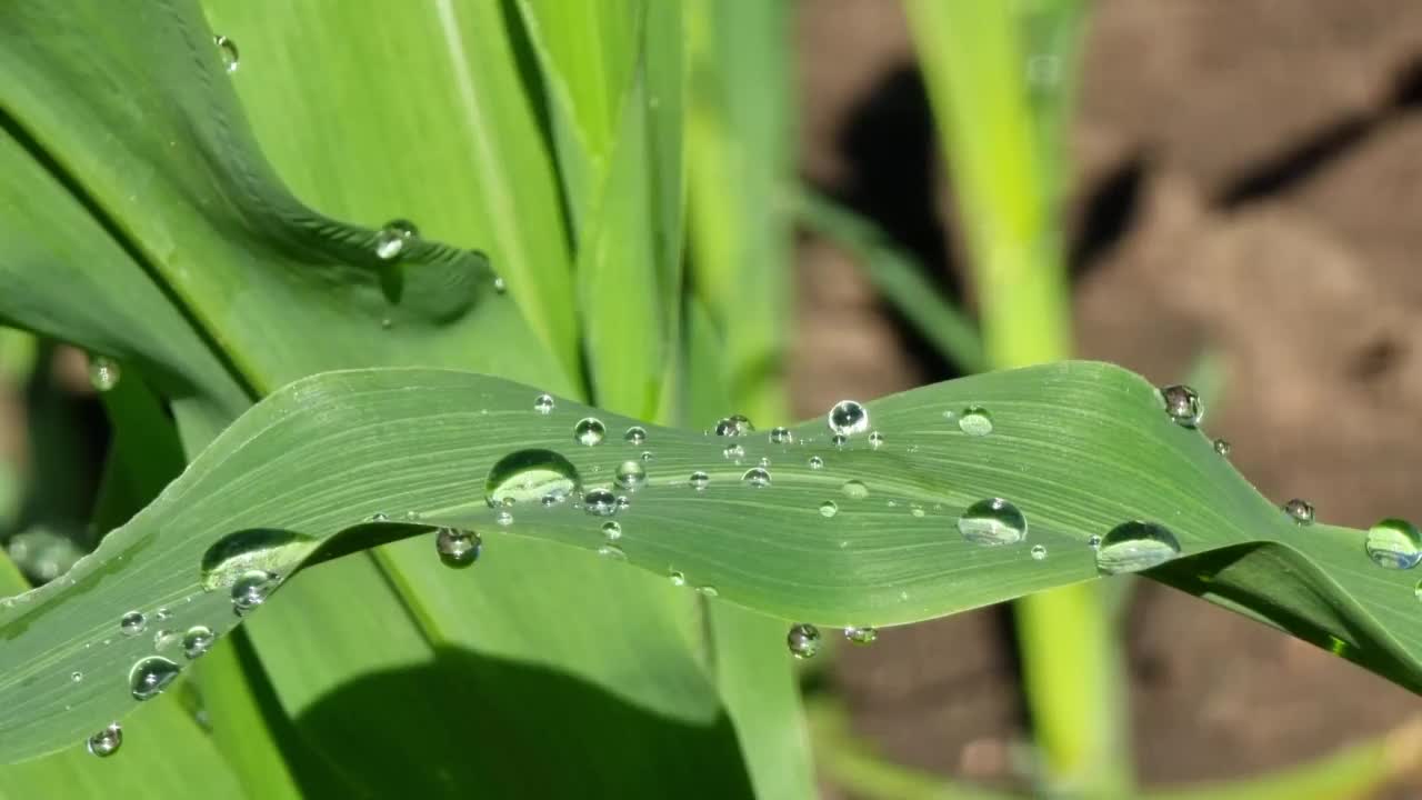 玉米叶上的大水滴视频素材