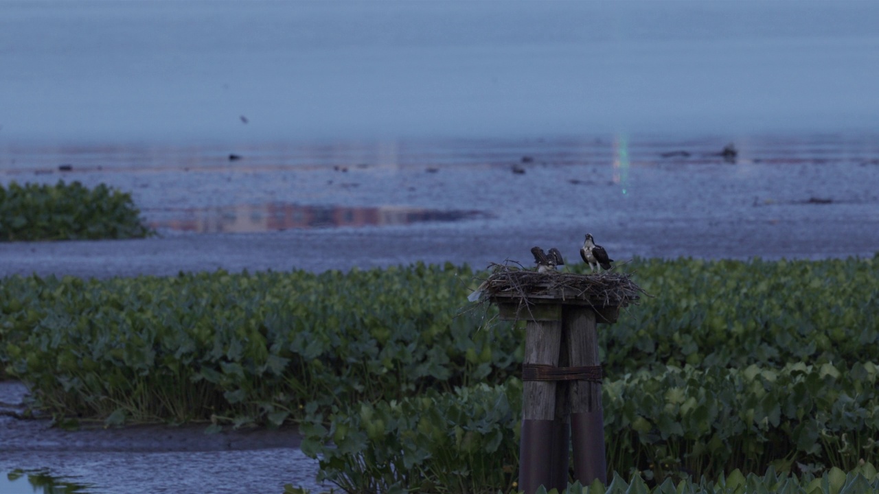 华盛顿特区波托马克河上的鱼鹰巢视频素材