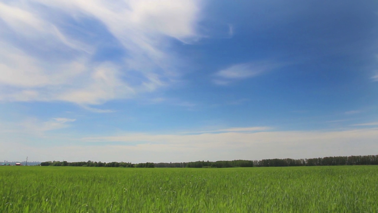 绿色的田野和年轻的小麦在蓝天下拍摄视频素材
