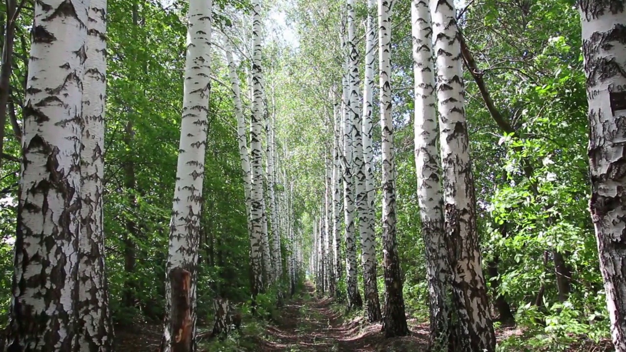 夏季桦树树林巷子在俄罗斯-多利拍摄视频素材