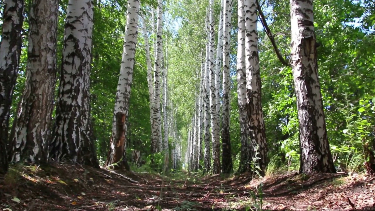 夏季桦树树林巷子在俄罗斯-多利拍摄视频素材