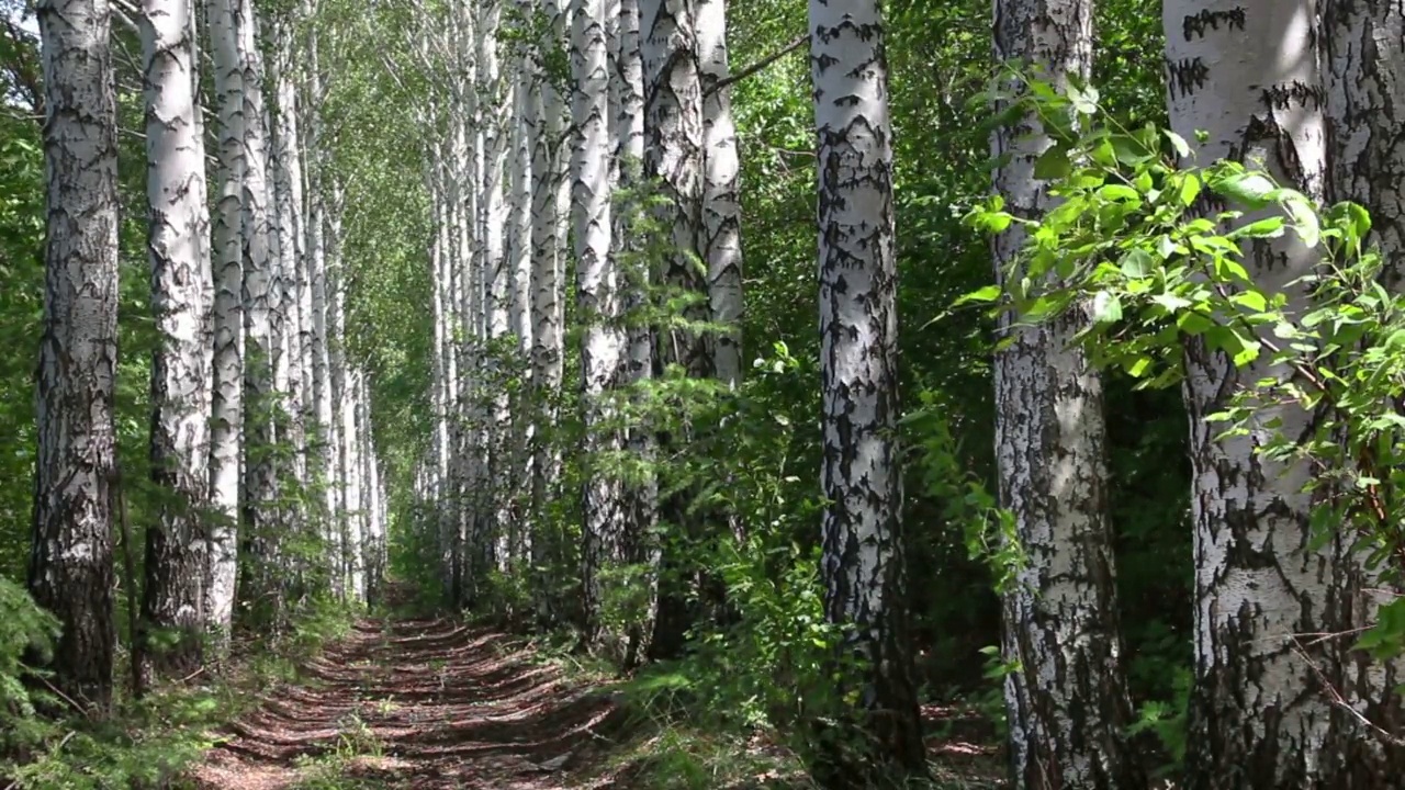 夏天的桦树树林在俄罗斯小巷视频素材