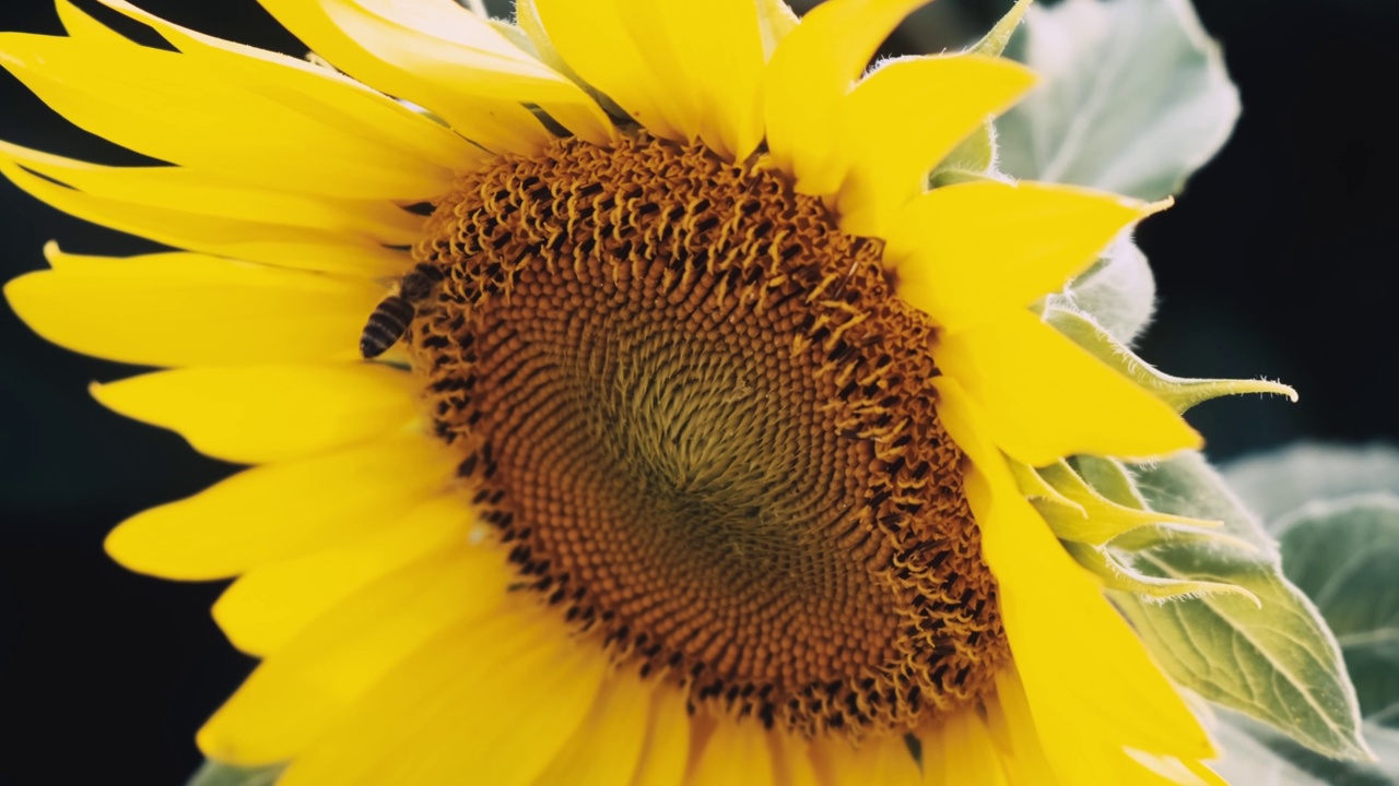 一朵盛开的矮个子黄色向日葵，向日葵，花与蜜蜂寻找花蜜，被微风慢慢移动，与复制空间的特写。视频下载