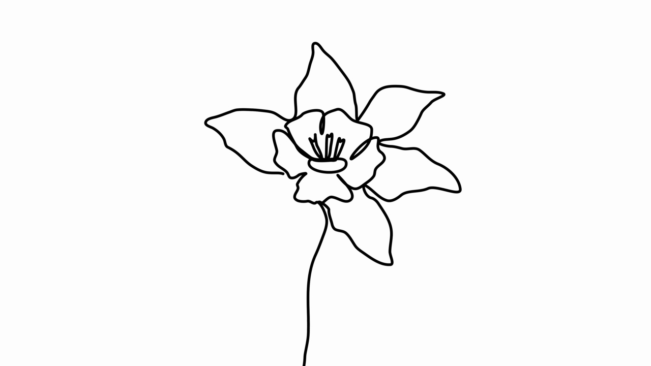 花的轮廓。白底连续单线画出美丽的白葵花。自画动画。手绘开花植物。简单的设计,艺术。经济增长的概念。4 k。视频下载