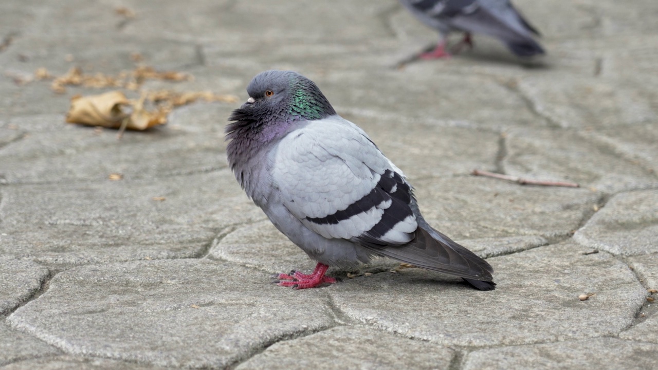 灰鸽子鸟在城市公园的特写视频素材