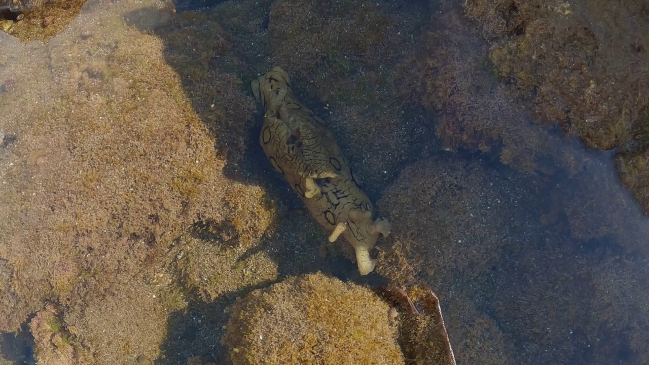 在特内里费海岸的一个水坑里，大西洋海牛，海兔的4k 60帧视频视频下载
