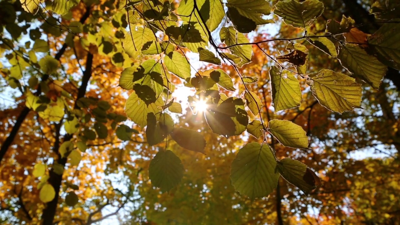 美丽的秋天黄叶和阳光视频素材