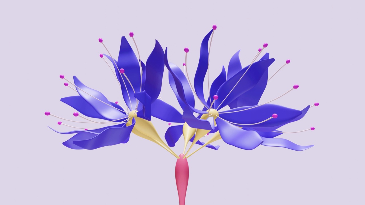 基因改造或基因组编辑产生的紫色花朵开放了视频下载