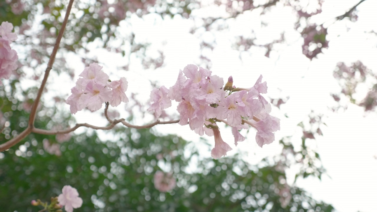 粉红色樱花在风中摇曳的特写视频素材