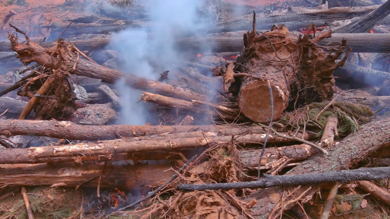 一场森林大火烧毁了树木，造成了一场生态灾难视频素材