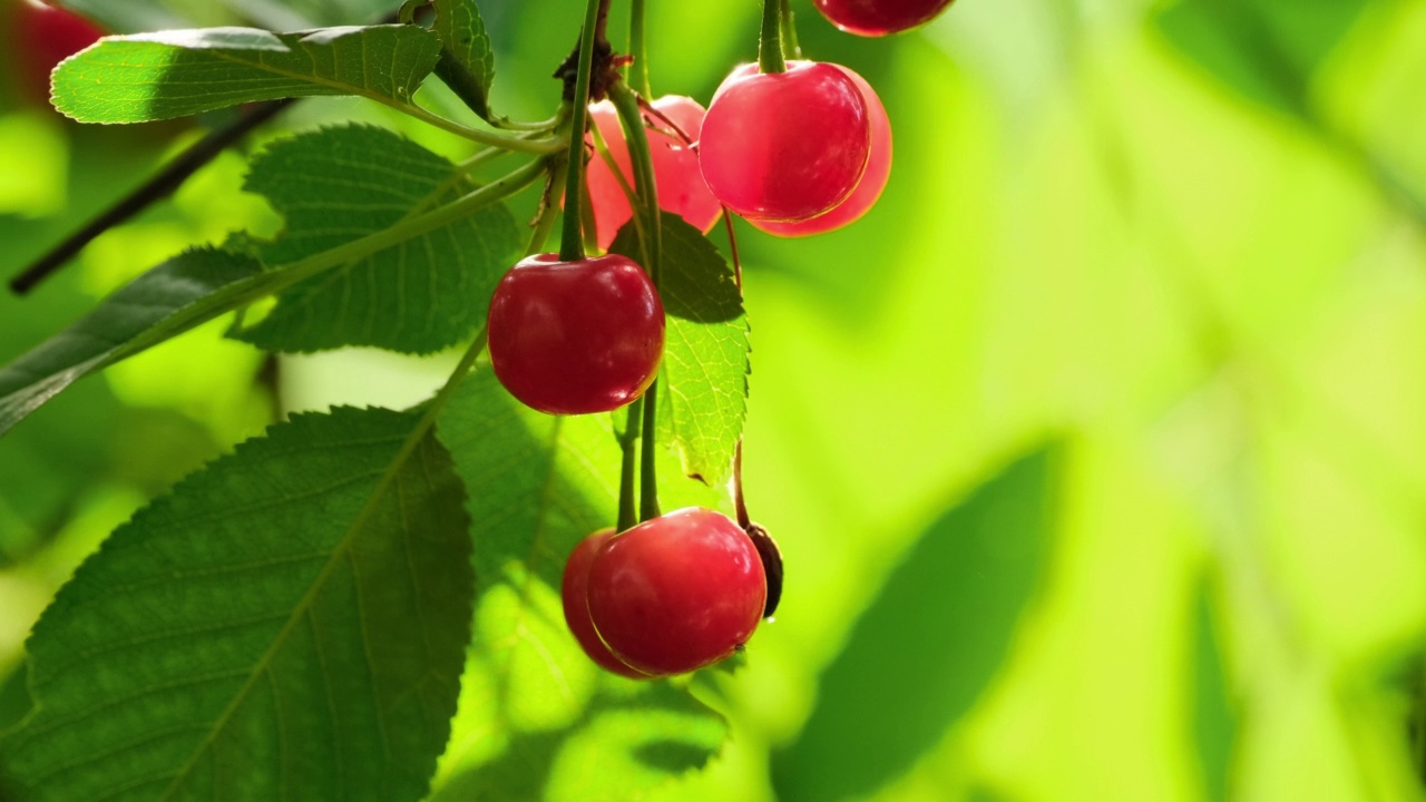 成熟的樱桃挂在樱桃树的树枝上。甜美的红樱桃挂在樱桃树枝上。花园里的浆果枝。园艺。家庭农场慢动作特写视频素材