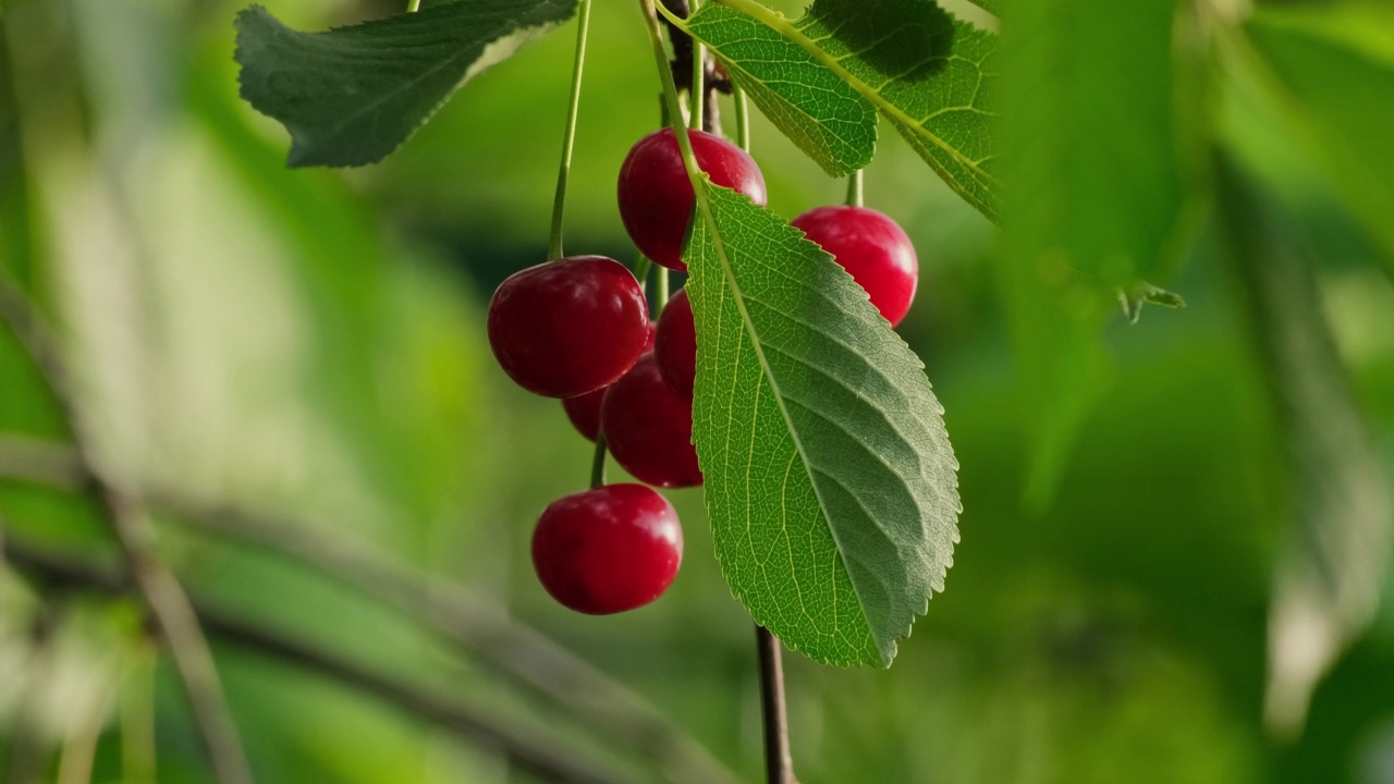成熟的樱桃挂在樱桃树枝上。甜美的红樱桃果实悬挂在樱桃树枝上。花园里的浆果枝。园艺。家庭农场的慢动作特写视频素材