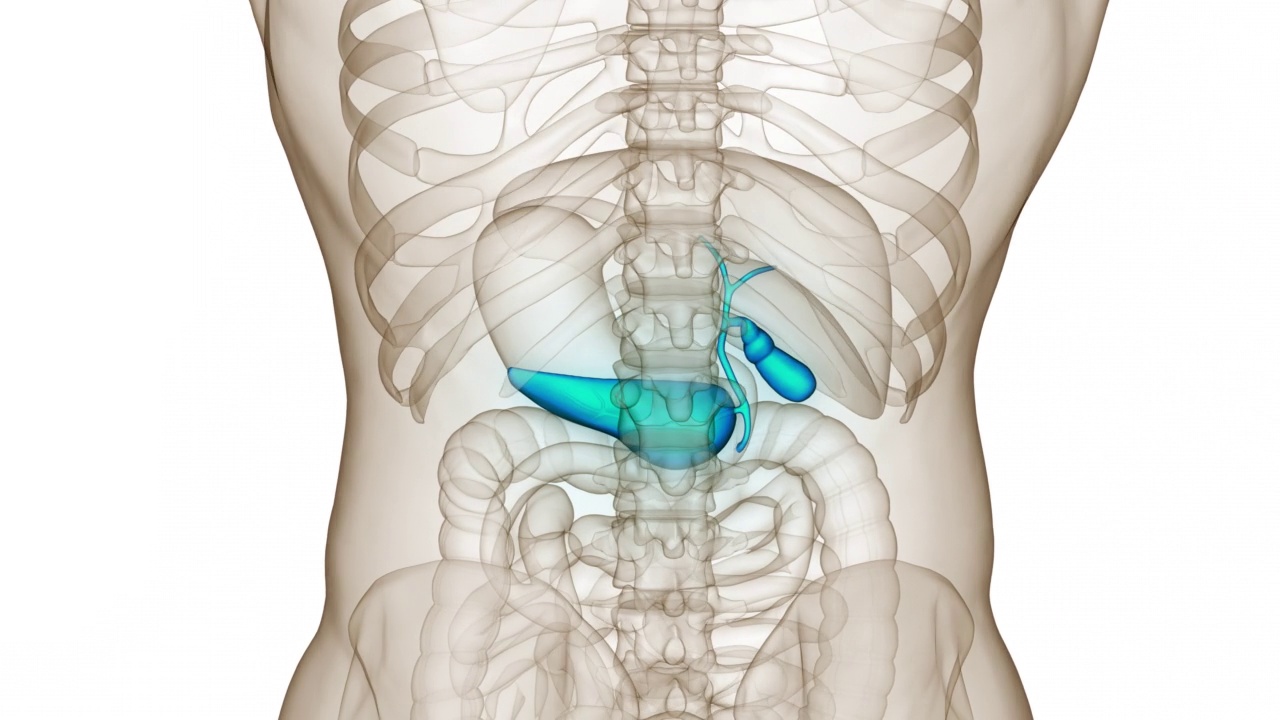 人体内脏器官胰腺与胆囊解剖动画概念视频素材