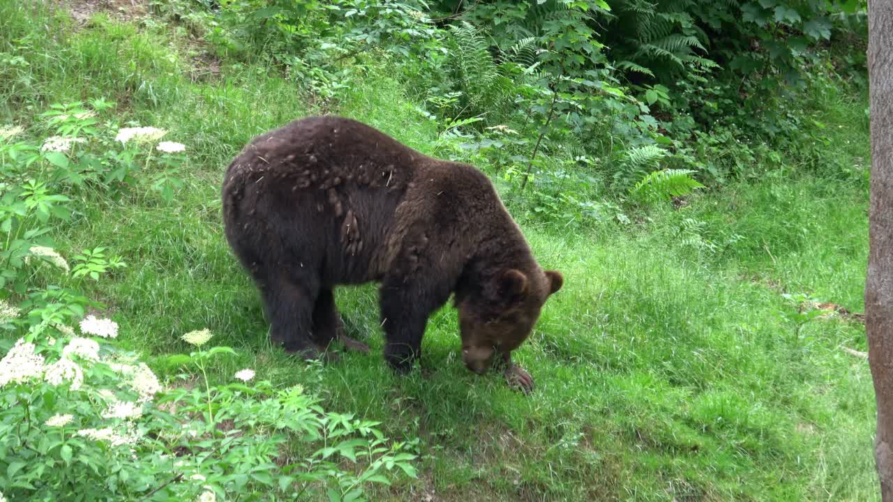 棕熊在森林里视频素材