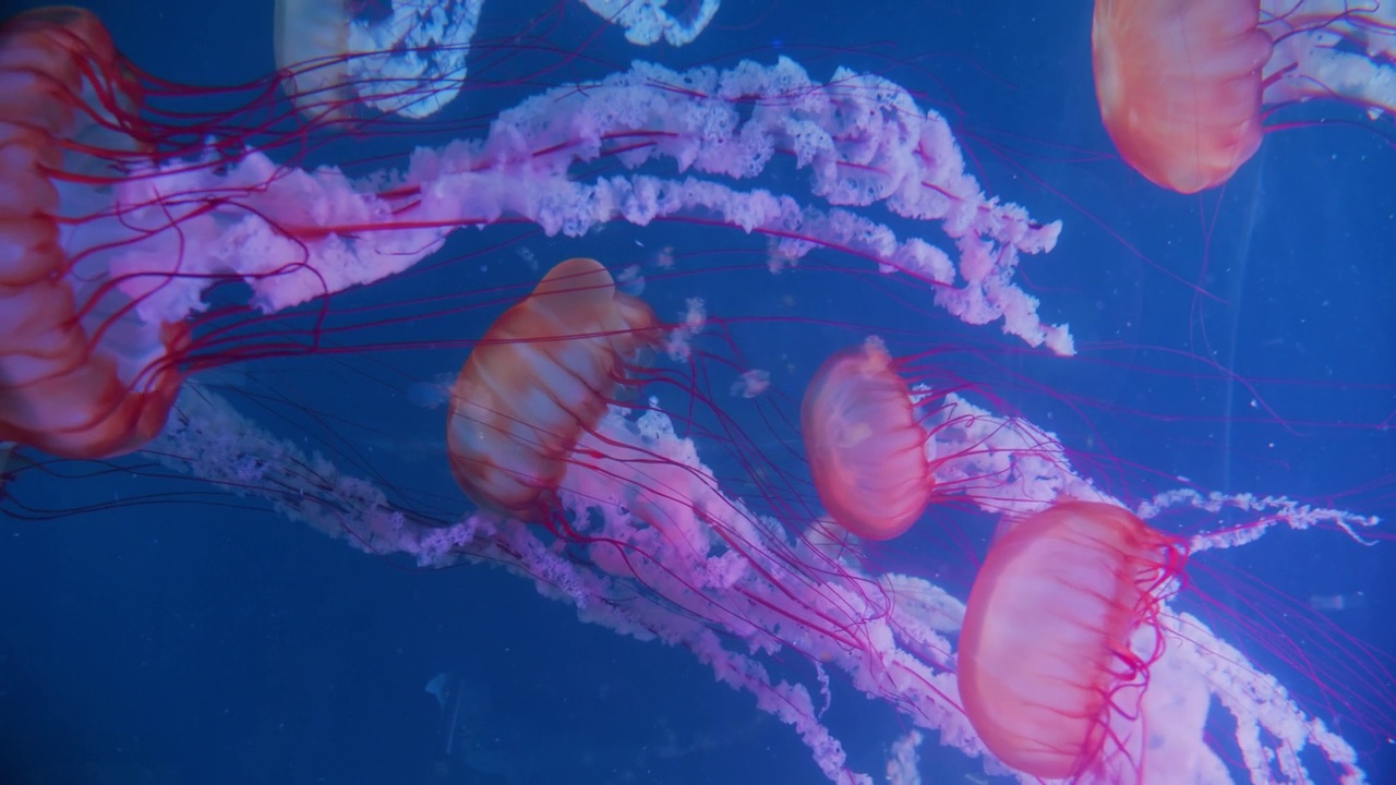 大西洋荨麻的特写。Chrysaora quinquecirrha，一群在纯黑色背景下缓慢移动的水母。视频下载