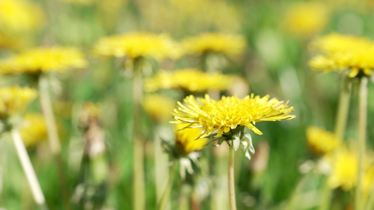 蒲公英原野花草自然背景，春意盎然。视频素材