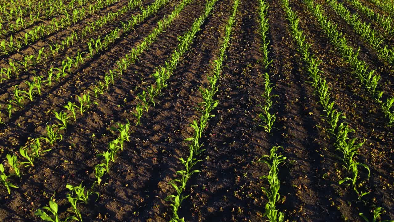 日落时分，玉米地里绿色的玉米苗视频素材