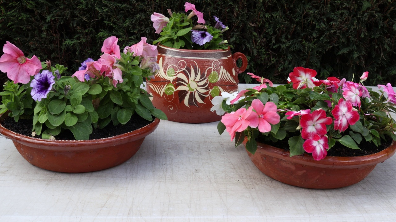 墨西哥陶罐用作花盆，用绿色塑料喷壶浇灌五颜六色的花卉植物视频下载