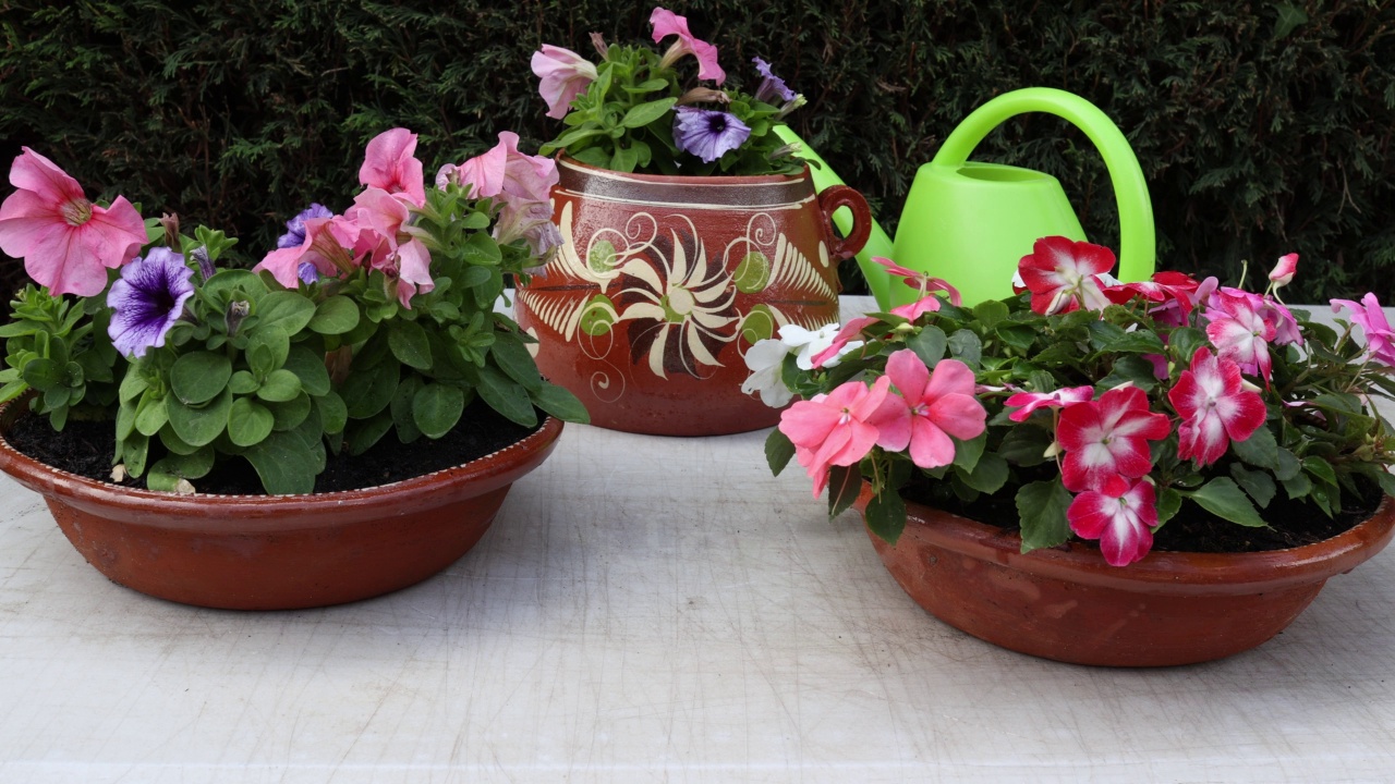 五颜六色的开花植物在墨西哥陶罐用作花盆，用绿色的塑料喷壶浇水视频下载