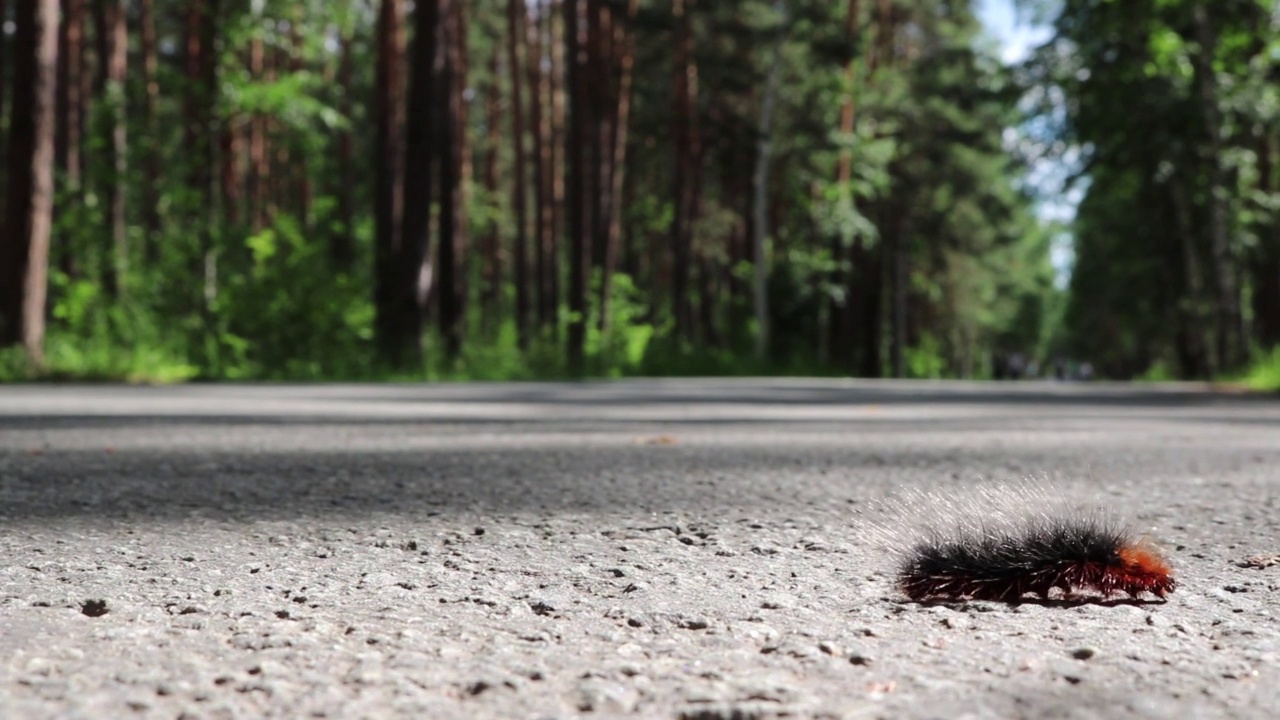 蝴蝶毛虫园虎蛾(Arctia Caja)迅速地沿着柏油路爬行，征服了道路视频素材