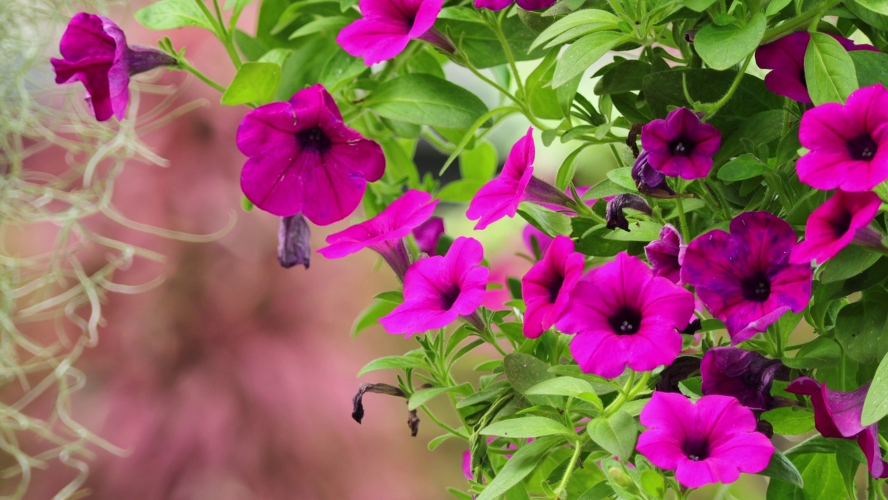 花园里美丽的pitunia花。盛开美丽的公园用花盆里的无花果花装饰。视频素材