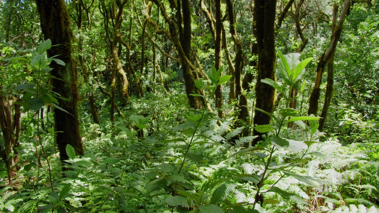 古怪的花园，美丽的蕨类植物。位于加那利群岛的亚热带雨林。像正午温暖的太阳一样发光。绿色如茂密的森林。快乐像一阵微风。视频素材