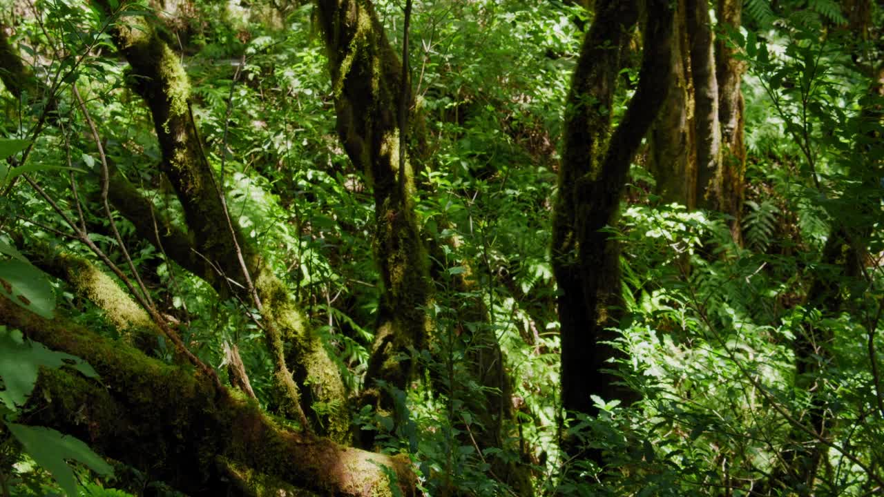 在特内里费岛阿纳加生物圈保护区的月桂森林里的带苔藓的树干。加那利群岛。手了。视频素材