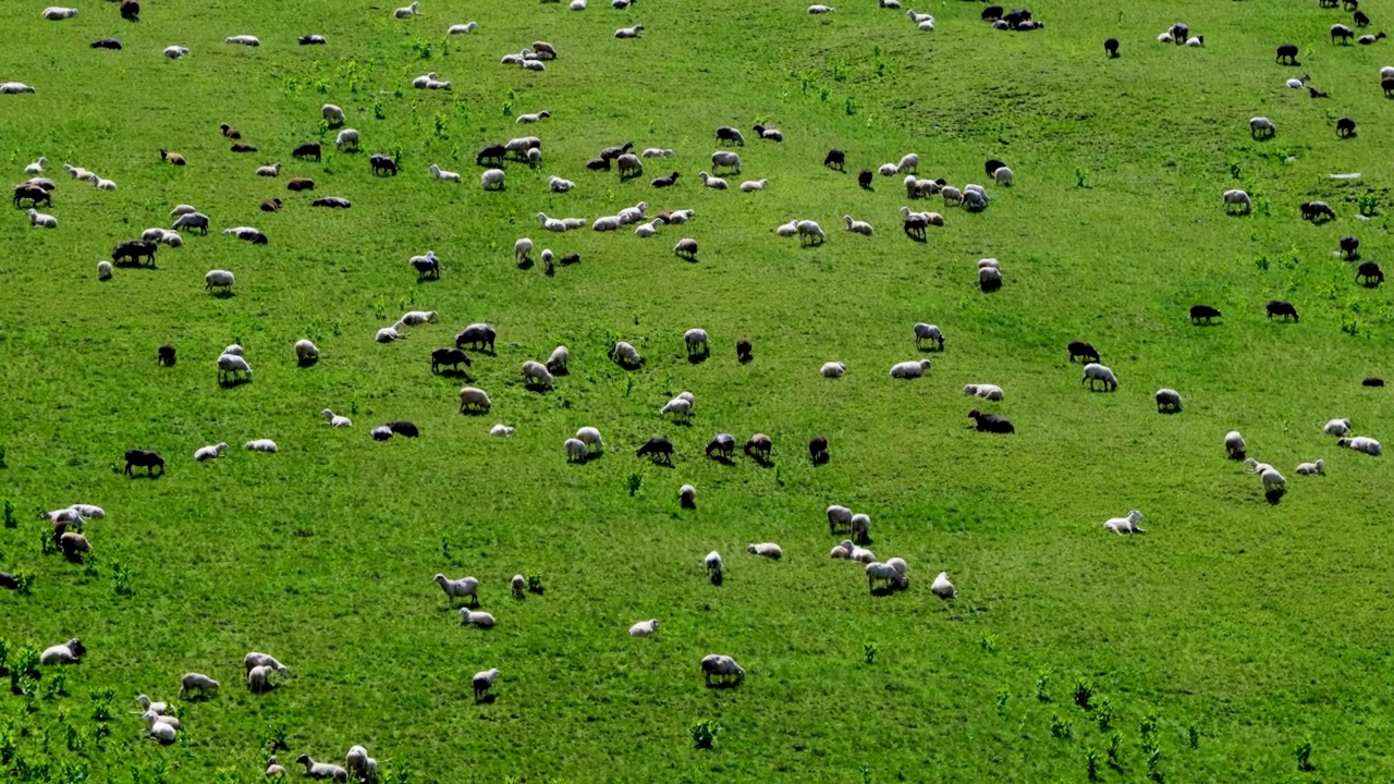 一群羊在绿色的草地上吃草视频素材