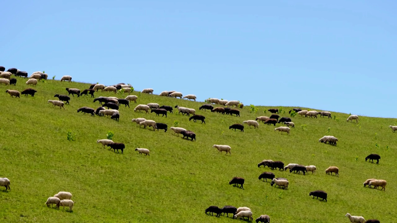 夏天一群羊在山上吃草视频素材