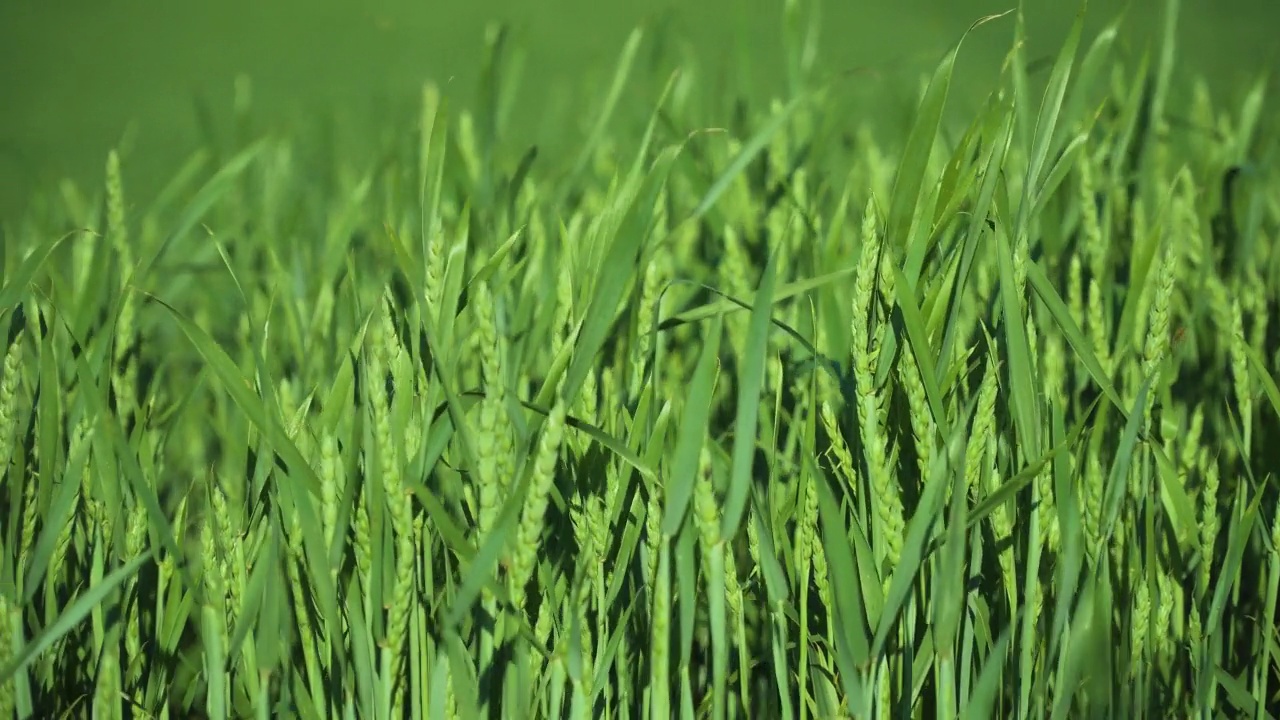 图为正在生长的绿色小麦芽。春天带小穗的大麦田视频素材