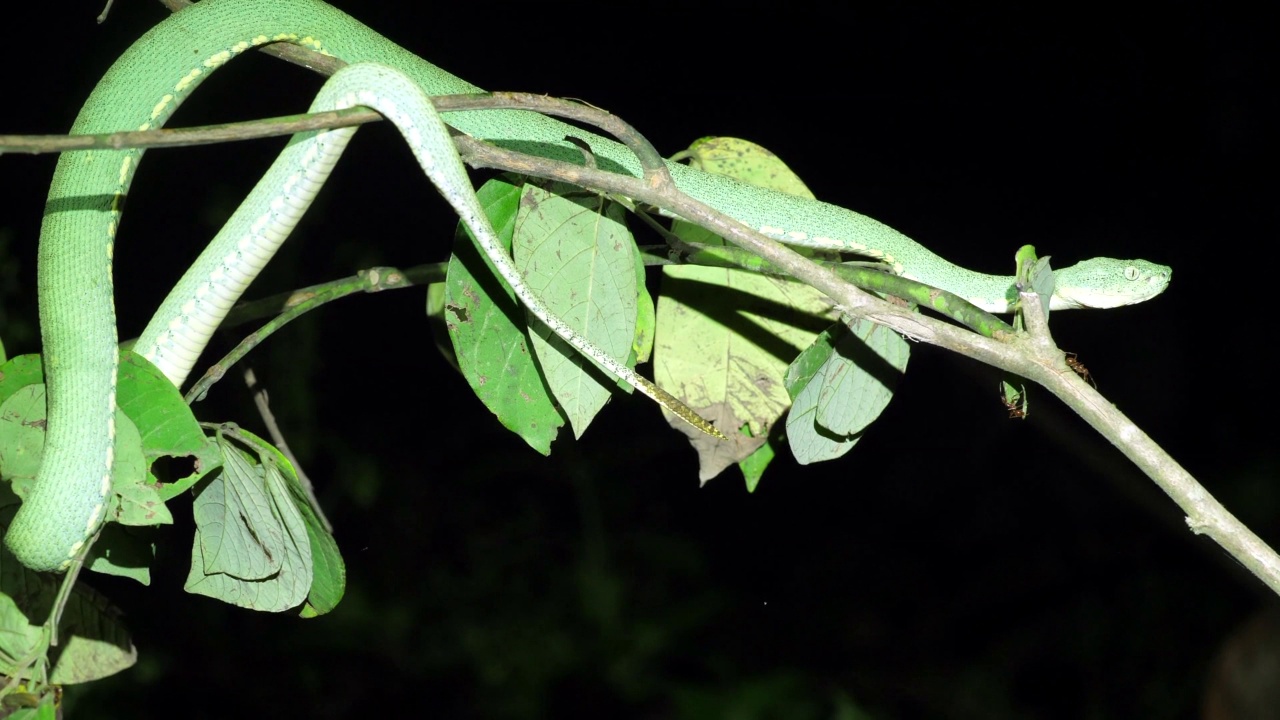 双条纹森林pitviper (Bothriopsis bilineata)视频素材