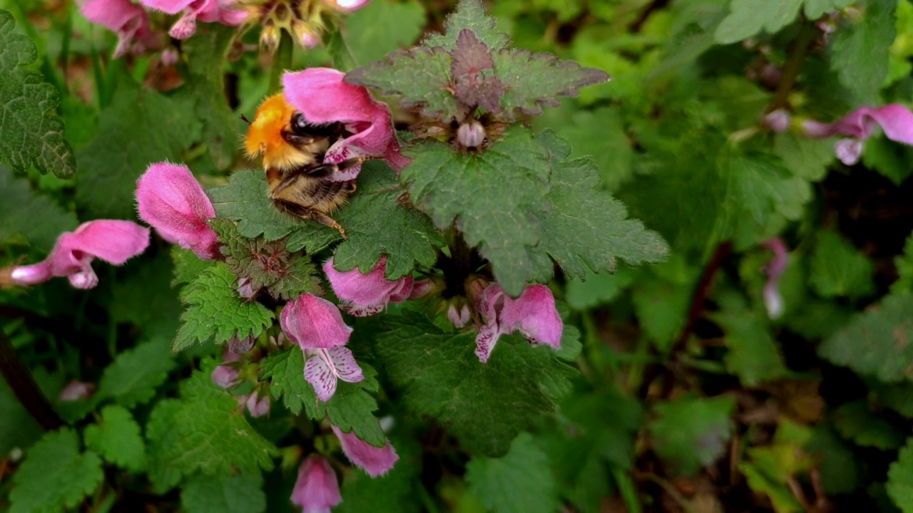 大黄蜂在野花中采集花蜜视频素材