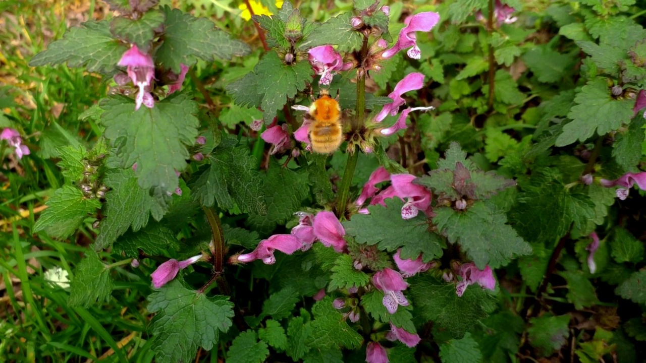 大黄蜂在潮湿的野花中收集花粉和花蜜视频素材