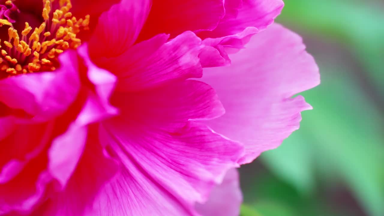 美丽的牡丹花瓣视频素材