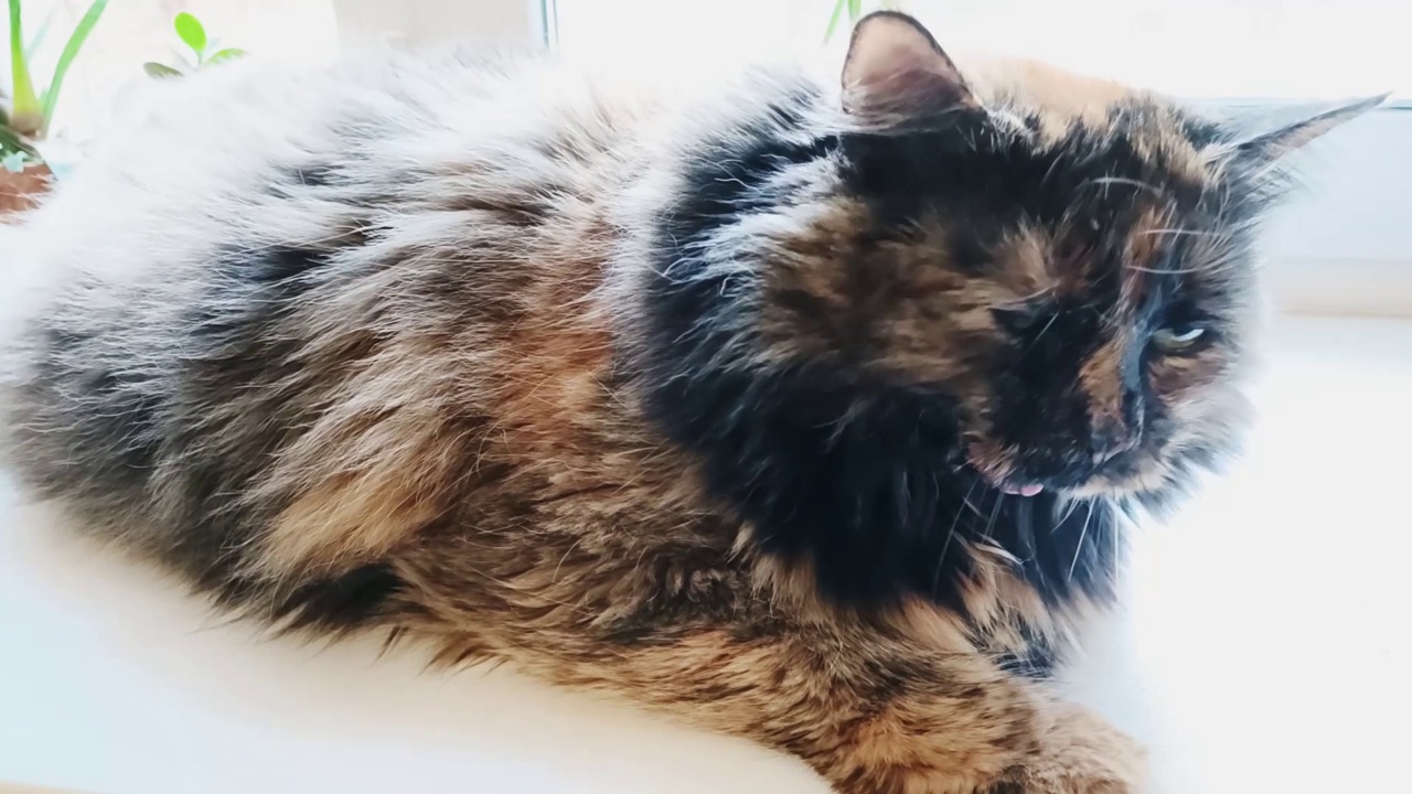 金灿灿的猫窗可爱，家秋舒适的宠物视频下载