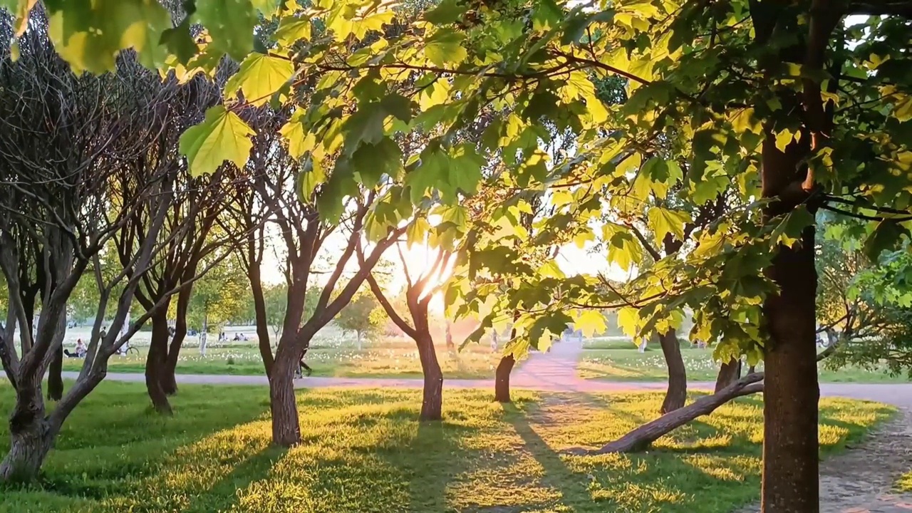 傍晚日落公园树木葱茏视频下载