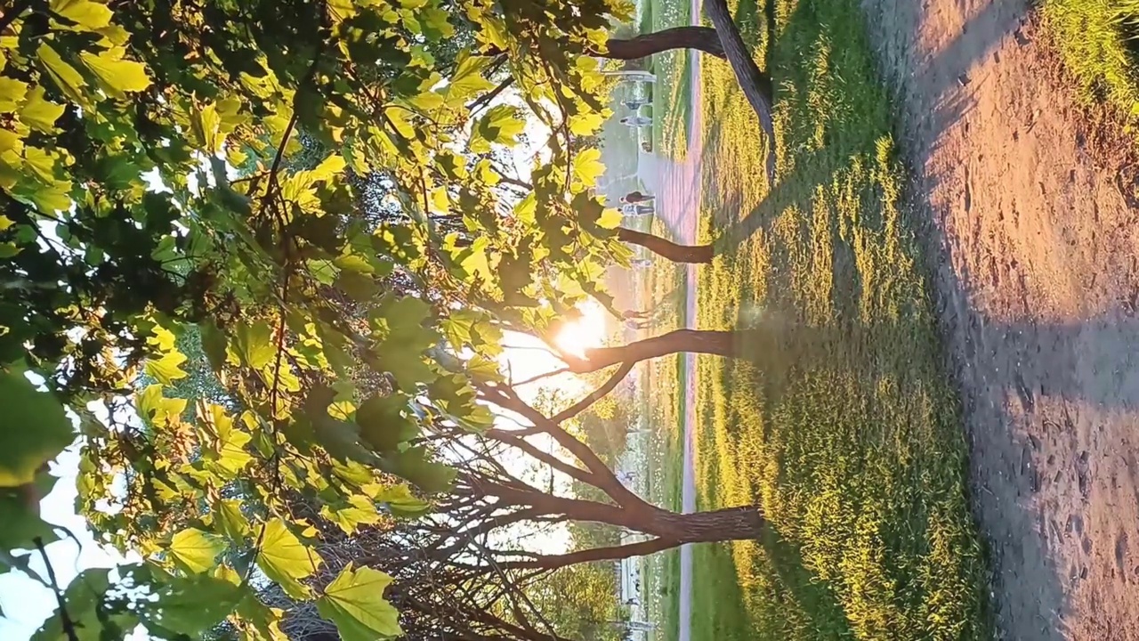 傍晚日落公园树木葱茏视频下载