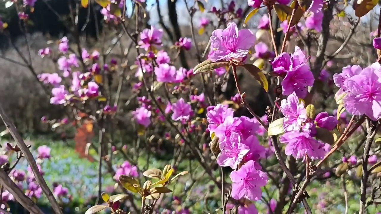 春天盛开的第一花山杜鹃花视频下载