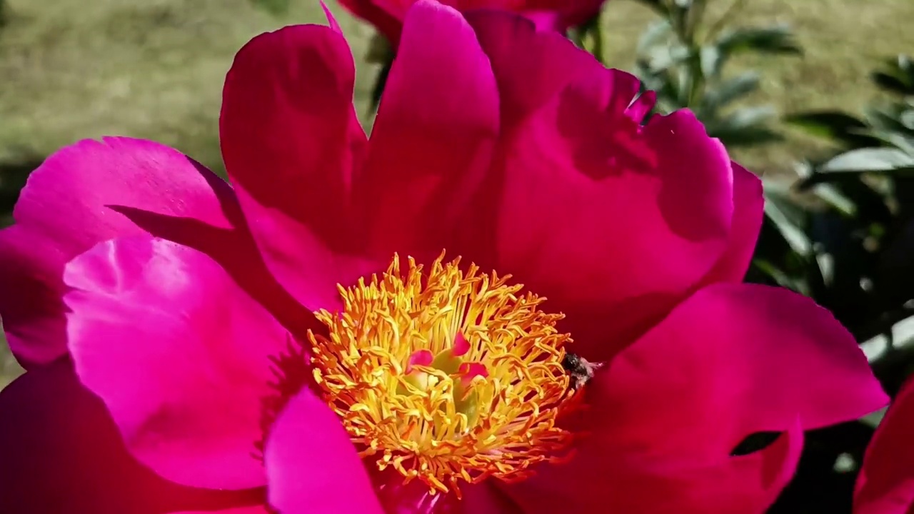 牡丹花粉红，夏天花园里盛开蜜蜂飞舞视频下载