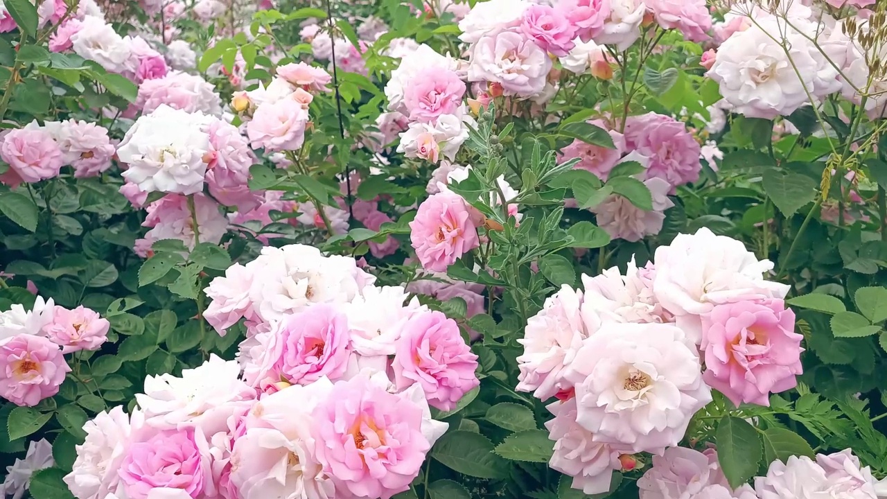 吉尔登茶玫瑰，粉红色，粉嫩，花瓣多风视频下载