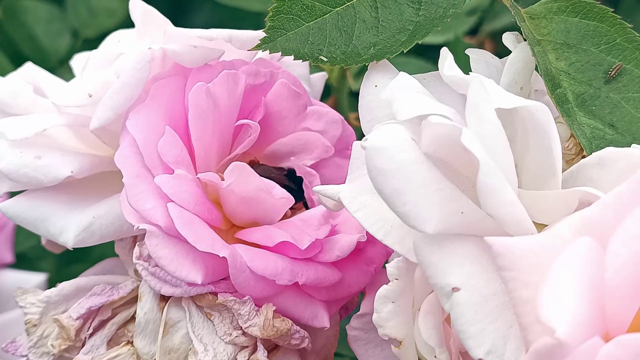 吉尔登茶玫瑰，粉红色，粉嫩，花瓣多风视频下载