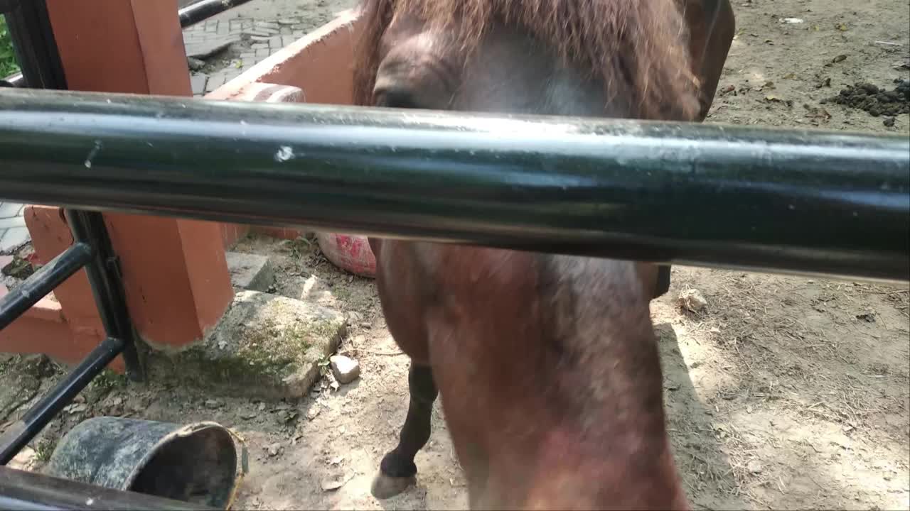 动物园里一只关在金属笼子里的黑马。视频素材