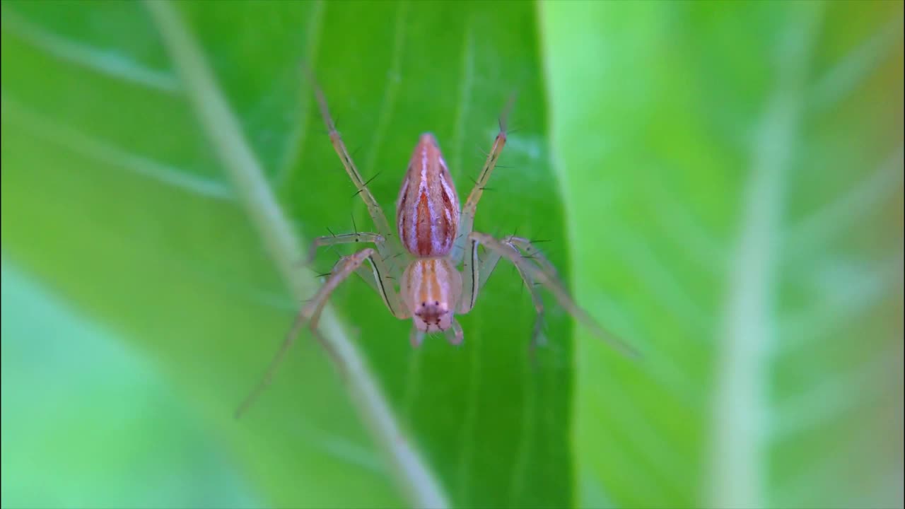 橙色蜘蛛高清视频。昆虫在树叶上的镜头视频素材