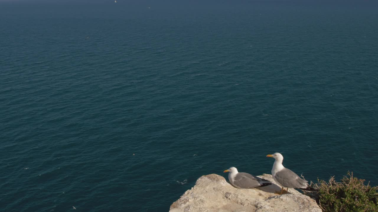 海鸥在岩石上俯瞰平静的海洋视频素材
